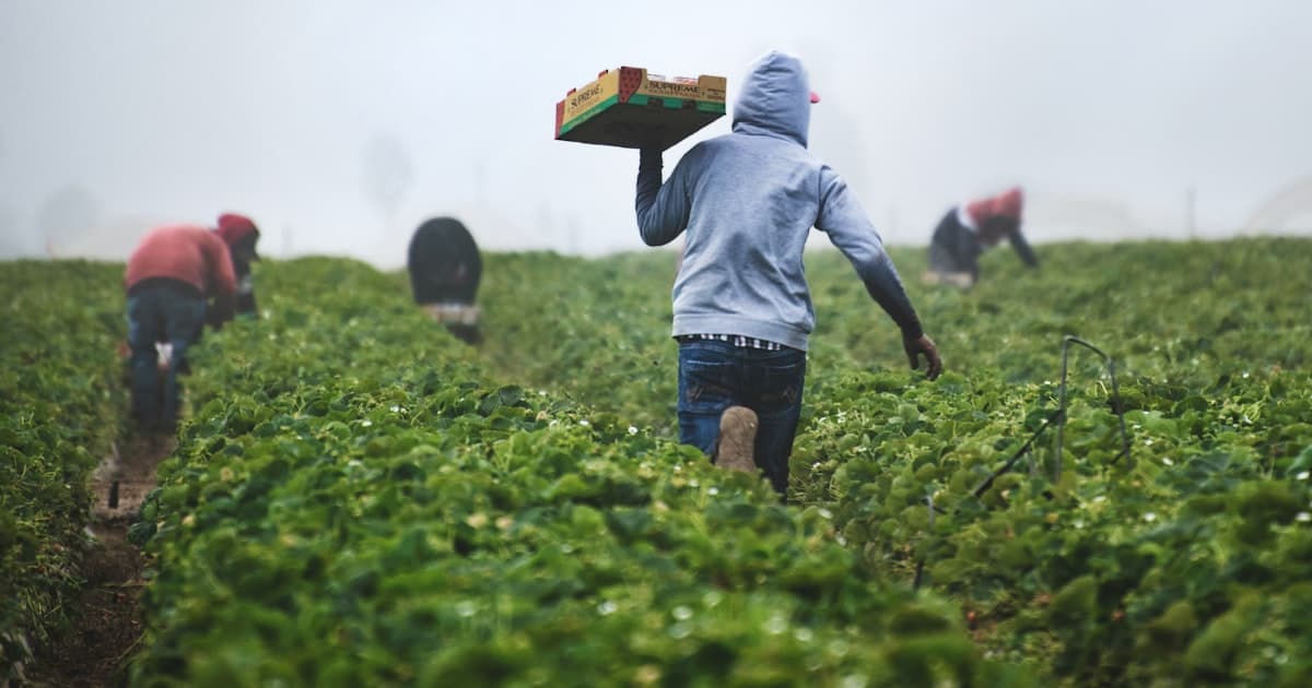 Добавление адъюванта Адью Профи в бак опрыскивателя